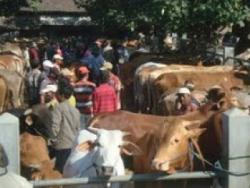 Harga Stabil, Peternak Jual Sapi Buat Lebaran
