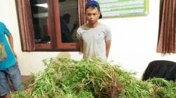 Paceklik Panen, Junaidi Tanam Ganja di Kebun Kopi