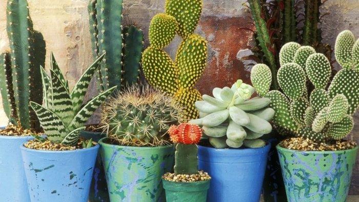 Kaktus, satu di antara bahan alami yang tak biasa untuk jadi bahan makanan dan dikonsumsi manusia.