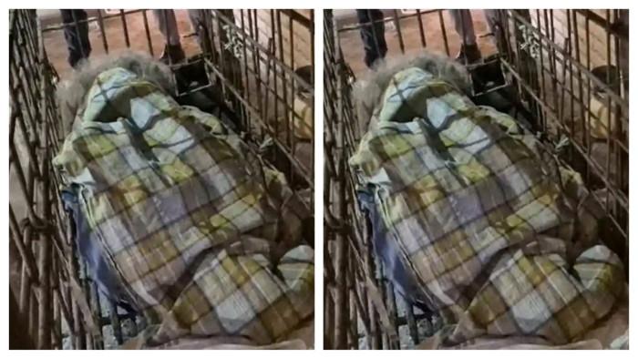 MBAH KIRNO - Mbah Kirno (60) warga Dusun Gombak, Desa Temon, Kecamatan Sawoo, Kabupaten Ponorogo, Jawa Timu dikerangkeng di kandang besi. Mbah Kirno hidup di kandang selama 20 tahun, Rabu (28/1/2026)