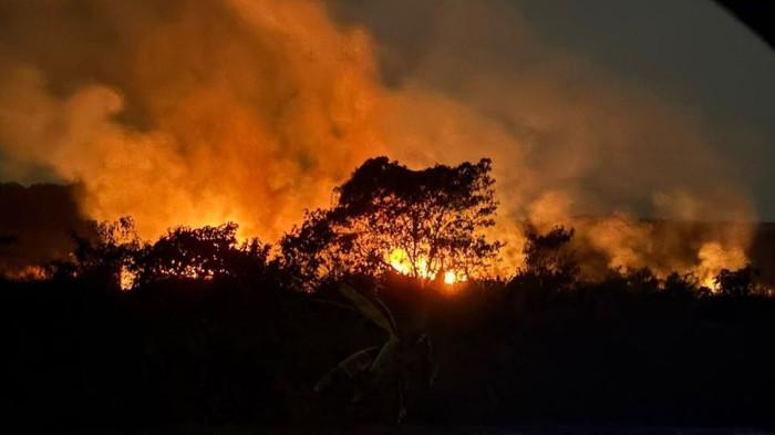 Dalam Foto: Kebakaran hutan dan lahan (karhutla) terjadi di kawasan Tol Samarinda-Balikpapan, Kalimantan Timur, Sabtu (22/8/2026). Api membakar lahan di sekitar Km 31 dan sempat mendekati pagar tol.