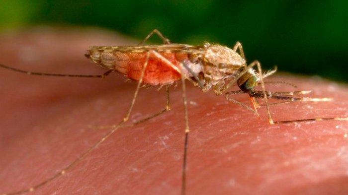 Amerika Catat 5 Kasus Malaria dalam 2 Bulan Terakhir, Penyebaran Lokal Pertama dalam 20 Tahun