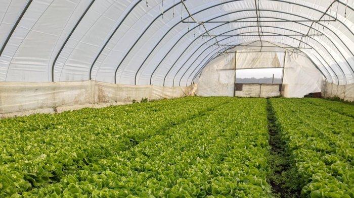 Kebun sayur organik milik Upper Norton, Inggris.