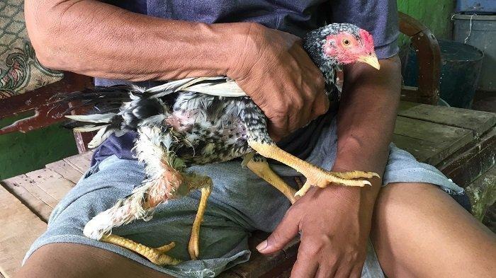 Kehebohan itu cukup menggemparkan lantaran ayam yang biasanya dikenal miliki 2 kaki, namun di Cikarang Barat terdapat ayam memiliki 4 kaki.