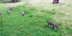 Ratusan Monyet Jarah Ladang Warga Gunungkidul