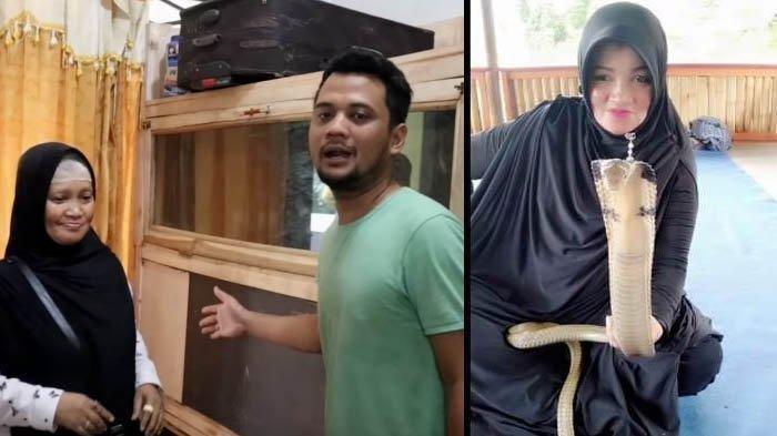 King Kobra Garaga Panji Petualang Langsung Takluk di Tangan Emak-emak Ini, Ternyata 'Ibu Reptil'