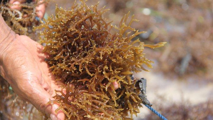 KKP Tancap Gas Akselerasikan Dua Program Terobosan Perikanan Budidaya 2022