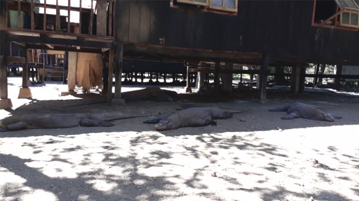 Kisah Warga Lokal Tinggal dengan Komodo