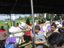 Sapi PO Lamongan Rajai Kontes Ternak Jatim