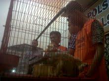 6 Kukang Diamankan Polisi