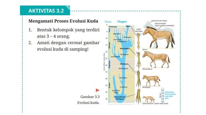 Kunci Jawaban Biologi Kelas 12 Halaman 126 Kurikulum Merdeka, Evolusi Kuda