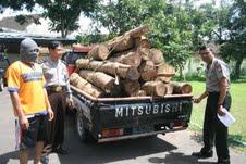 Angkut 22 Batang Kayu Jati, Diringkus Polisi Madiun