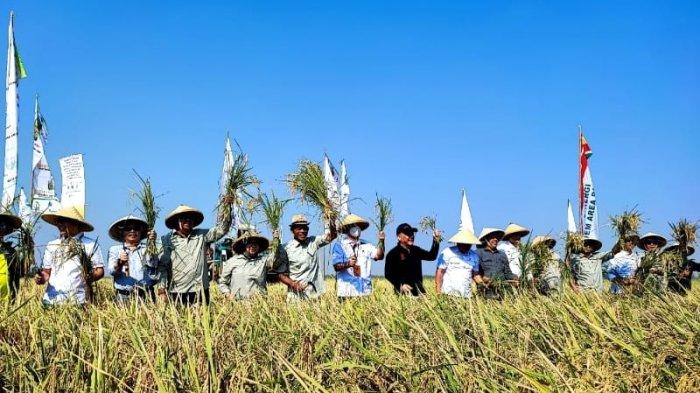 BRIN Bersama Bapanas Panen Padi Varietas Unggul Benih di Subang