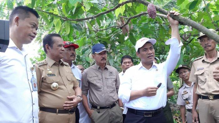 Mentan Amran Kembalikan Kejayaan Rempah dan Kakao dengan Program Peremajaan di Luwu Raya