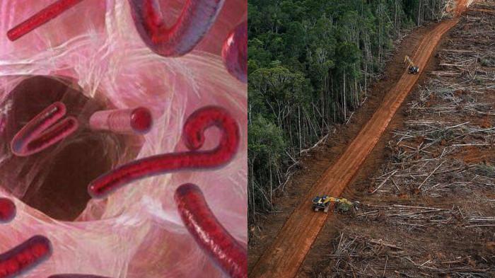 ANTISIPASI WABAH EBOLA – Kolase visual bentuk mikroskopis virus Ebola dan aktivitas penggundulan hutan tropis di Indonesia. Kerusakan ekosistem akibat alih fungsi lahan disebut pakar menjadi pemicu utama lompatan virus mematikan ke tubuh manusia.