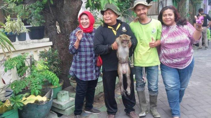 Monyet Ekor Panjang yang Kerap Menyerang Warga Jambangan Surabaya Akhirnya Ditangkap
