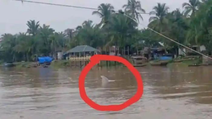 muncul lumba-lumba di riau dan mitosnya