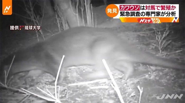 Musang Air Muncul Lagi di Jepang Setelah 38 Tahun Menghilang