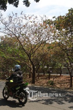 IPB: Tahun Ini Musim Kemarau Paling Parah