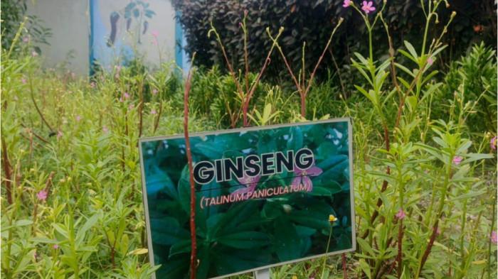 PANEN GINGSENG - Lembaga Pemasyarakatan (Lapas) Kelas IIA Tangerang memberdayakan para narapidana (napi) untuk mendukung ketahanan pangan yang dicanangkan Presiden Prabowo Subianto dalam Asta Cita.
