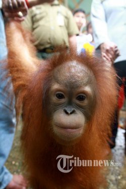 Memperdagangkan Orangutan Ali Diganjar 2,5 Tahun