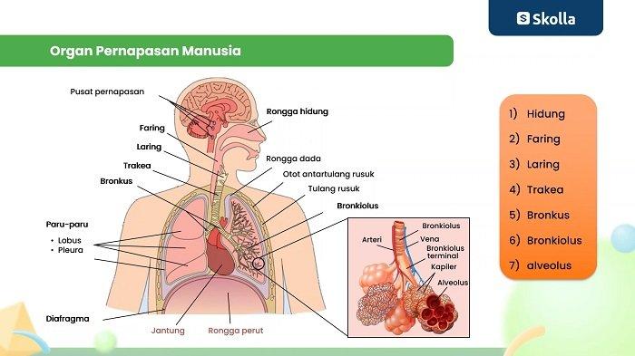 Organ Pernapasan Manusia