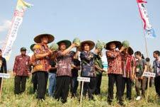 Kemarau Panjang Lamongan Panen Semangka