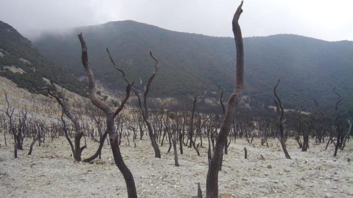 Hutan Mati di Gunung Papandayan.
