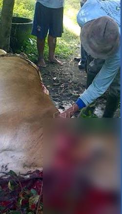 Sapi Milik Suyanto Hilang, Ternyata Dijagal Pencurinya di Kebun Warga