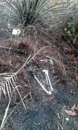 Buyung Temukan Kerangka Manusia di Kebun Sawit