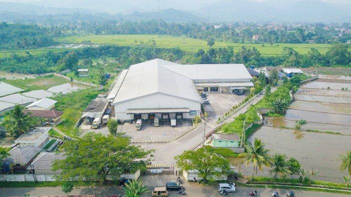 Penuhi Kebutuhan 900 Ribu Ayam Perbulan, Intip Peternakan Ayam McD yang Ada di Cianjur