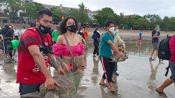 Penyu Hijau Penjaga Ekosistem Laut Bisa Selamatkan Ekonomi Nelayan,