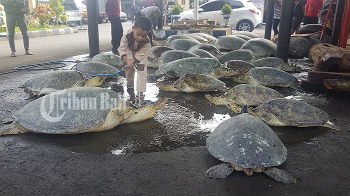Polres Jembrana Ungkap Kasus Perdagangan Ilegal 27 Ekor Penyu Hijau