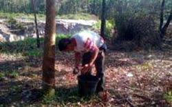 Petani Senang Harga Karet Kian Membaik