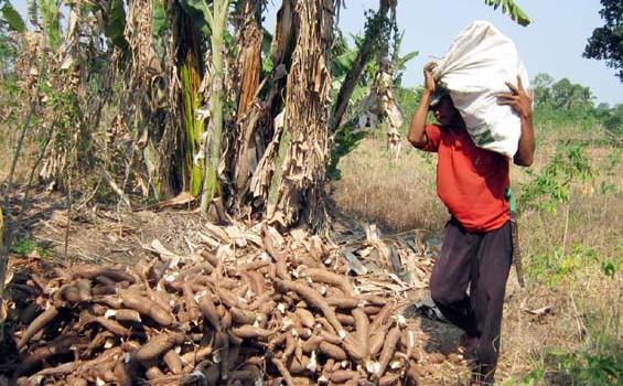 Impor Tapioka Ditengarai Jadi Biang Kerok Hancurnya Harga Singkong Petani Sukabumi