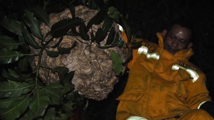 Meresahkan dan Sering Serang Warga, Sarang Tawon Raksasa di Ciomas Bogor Dievakuasi Petugas Damkar