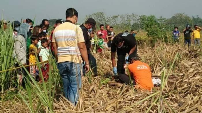 Hilang Sejak 30 Agustus Jasad Nenek Rukmini Ditemukan d Tengah Kebun Tebu, Dikenal Dari Selimutnya