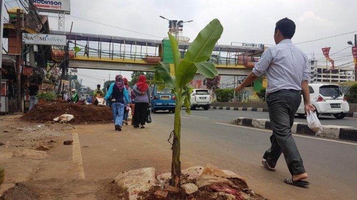 Pohon Pisang Ditanam di Lokasi Galian Kabel Tepi Jalan Margonda Depok Viral