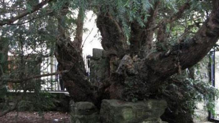 Sudah Terlalu Renta, Pohon Ini Berubah Kelamin