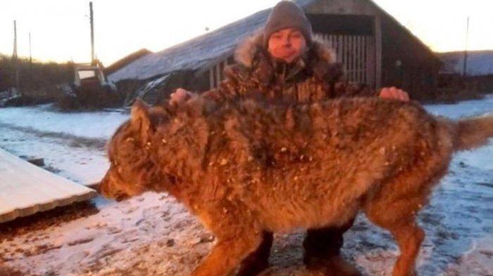 Petani Rusia Ini Cekik Serigala Ganas, Aksinya Terekam CCTV