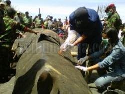 Belasan Hiu Tutul Muncul di Perairan Lekok Pasuruan