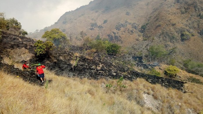 BREAKING NEWS : Pulau Komodo Terbakar, Nasib Komodo Belum Diketahui