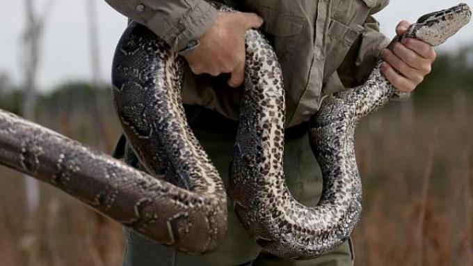 Polisi Inggris Kejar Pencuri 38 Ular Python