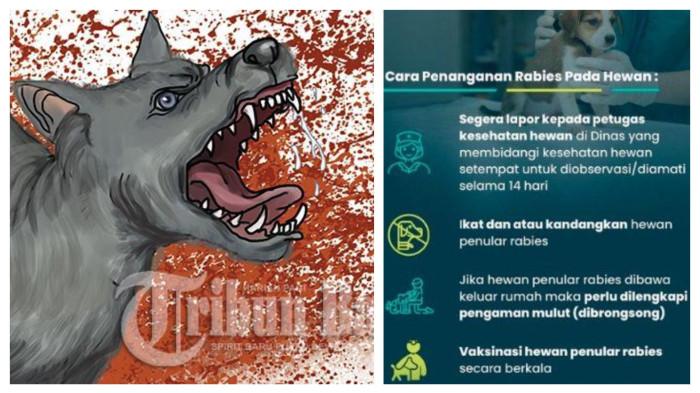 RABIES DI BALI - Ilustrasi rabies. Berikut adalah ciri-ciri Rabies pada hewan dan manusia, beserta cara penanganannya, karena dapat menyebabkan kematian. Waspada Kasus Rabies di Indonesia, di Bali kematian akibat rabies naik 2 kali lipat, di Konawe Sultra ratusan orang juga berpotensi rabies.