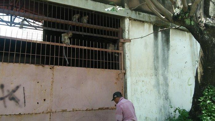 Gunung Kunyit Digerus, Ratusan Kera Kelaparan Turun ke Permukiman Warga Bandar Lampung