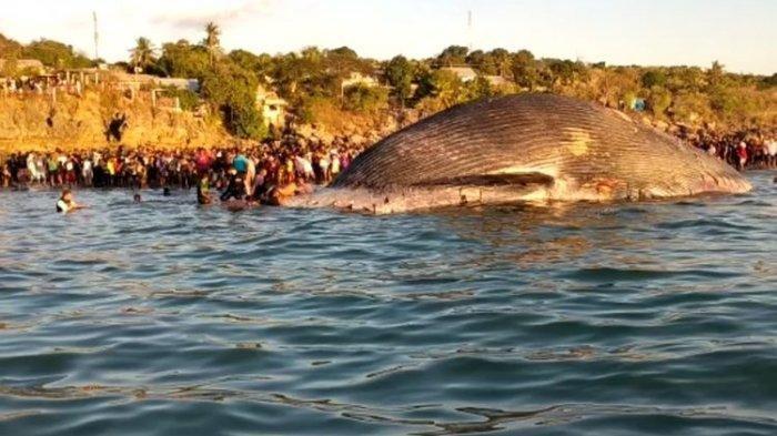 Bangkai Paus Biru yang Ditemukan di Pantai NTT Dikubur Hari Ini, Petugas Sebut Ada Kendala