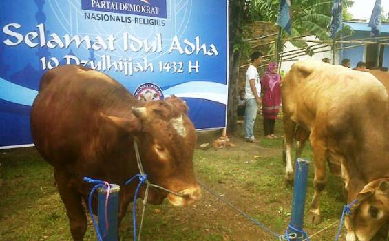 Anas-Ibas Sumbang Sapi Limosin