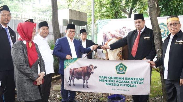 Jelang Iduladha, Kemenag Serahkan Sapi Simental Bobot 800 Kg ke Masjid Istiqlal