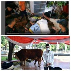 Sapi Kurban Wapres Maruf Amin Terperosok Masuk Got, Proses Evakuasi 4 Jam Berlangsung Dramatis