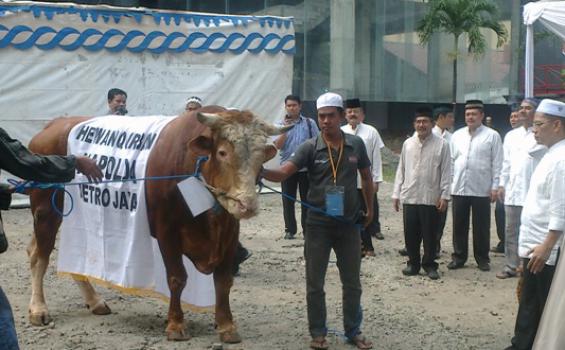 Kapolda Metro Jaya Potong Sapi Seberat 800 Kilogram